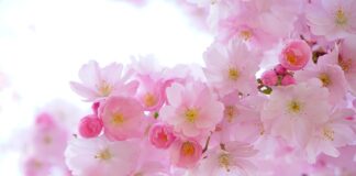 Co zrobić z roślinami cebulowymi po przekwitnięciu?