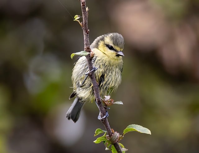 Gdzie sikorki śpią w nocy? Gdzie sikorki śpią w nocy?