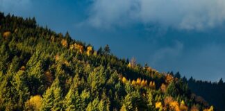 Co kwitnie w listopadzie? Co kwitnie w listopadzie?