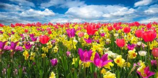 Kiedy obcinać przekwitłe żonkile?