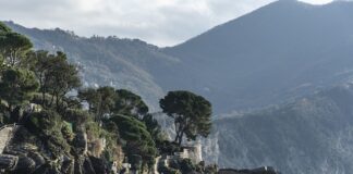 Ile kosztuje godzina pracy piła motorowa? Ile kosztuje godzina pracy piła motorowa?