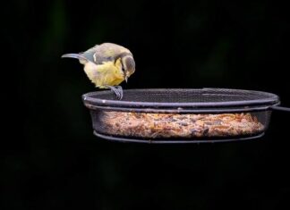Kiedy powiesić karmnik dla ptaków? Kiedy powiesić karmnik dla ptaków?