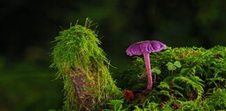 Czy na starą farbę dawać grunt? Czy na starą farbę dawać grunt?