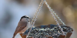 Dlaczego kolce to najlepsza ochrona przed Ptakami