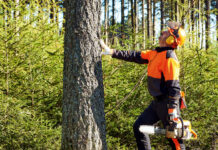 5 najczęstszych błędów przy samodzielnej wycince drzew (i jak ich uniknąć) samodzielna wycinka drzew