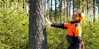 samodzielna wycinka drzew