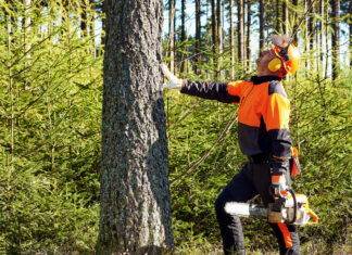 samodzielna wycinka drzew